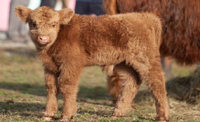 Highland Cow Baby