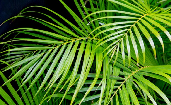 How to Create an Areca Palm Hedge