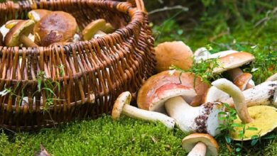 Mushrooms Edibles - Benefits Of Using Them